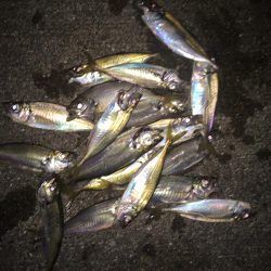 アオリ不発からのアジ